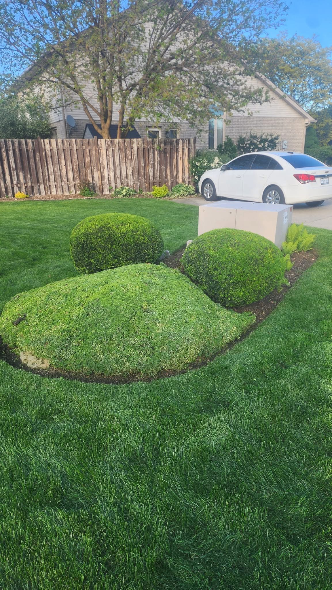 Manicured lawn and carefully shaped evergreen shrubs